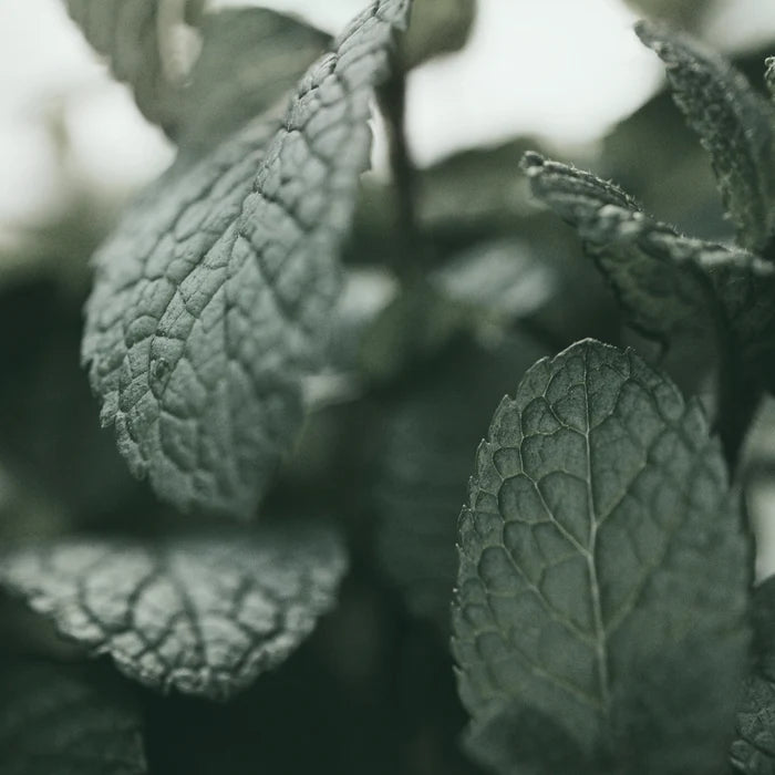 [Acondicionador capilar] KUNDAL Head Spa & Scalp Scaling Caffeine Water Treatment 100ml